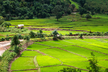 Green Terraces rice field, a beautiful natural beauty on mountain in Nan,Khun Nan  Rice Terraces, Boklua  Nan Province, Thailand