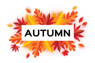 Autumn Paper Cut Leaves. Hello Autumn. September flyer template. Rectangle frame. Space for text. Origami Foliage. Maple, oak. Fall poster. White background. Vector