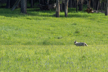 Kojote im Yellowstone Nationalpark, Wyoming
