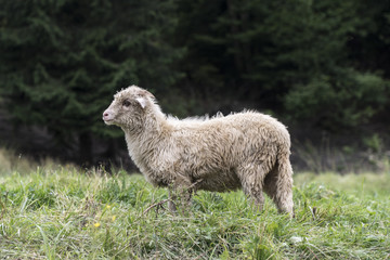 Young ram in the mountains