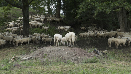 Obraz premium Sheep graze in the mountains
