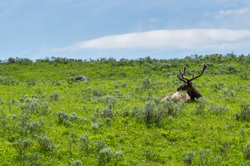 Wapiti im Yellowstone Nationalpark, Wyoming
