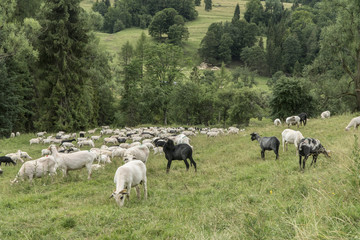 Grazing sheep in the mountains