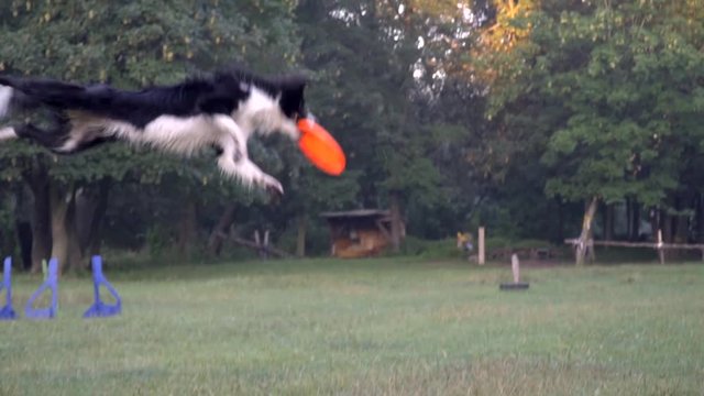 A lovely dog border collie stands on the lawn and jumps high into the air to catch the orange frisbee from woman trainer, slow motion shooting