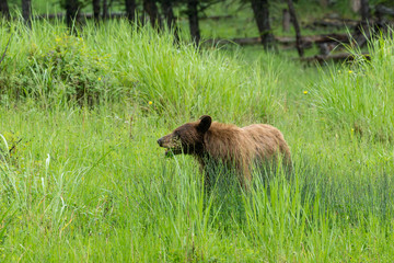 Brauner Schwarzbär im Yellowstone Nationalpark, Wyoming