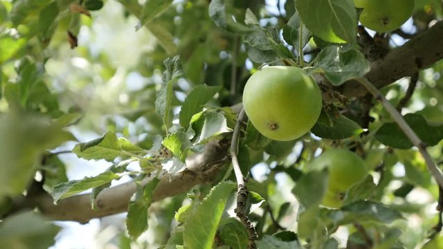 Young Malus pumila fruit close-up 4K 2160p 30fps UltraHD footage - Organic fresh apples on tree branches 3840X2160 UHD video
