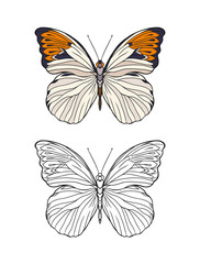 Set of colored and outline butterfly.   Stock line vector illustration. 