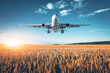 Obraz premium Niesamowity samolot. Krajobraz z dużym białym pasażerskim samolotem lata w niebieskim niebie nad pszenicznym polem przy kolorowym zmierzchem w lecie. Ląduje samolot pasażerski. Podróż służbowa. Samolot komercyjny