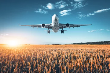 Fotobehang Amazing airplane. Landscape with big white passenger airplane is flying in the blue sky over wheat field at colorful sunset in summer. Passenger airplane is landing. Business trip. Commercial aircraft © den-belitsky