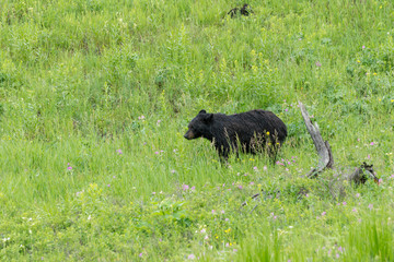 Schwarzbär im Yellowstone Nationalpark, Wyoming
