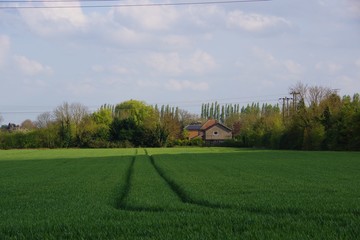Wheat field