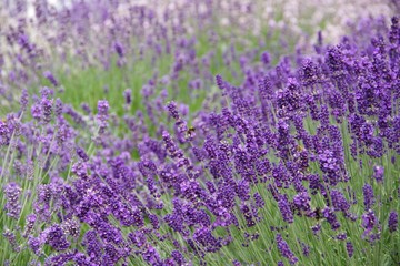 Fototapeta premium English lavender