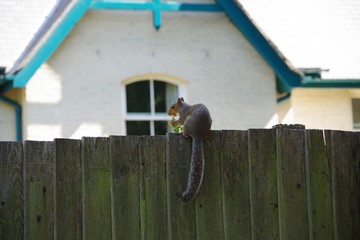 squirrel