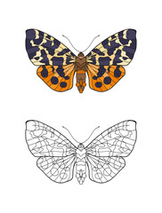 Set of colored and outline butterfly.   Stock line vector illustration. 