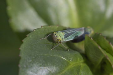 green leafhopper female