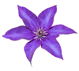 Clematis, purple flower on a white background, hard light