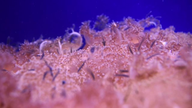 Cassiopea - upside down pink jellyfish