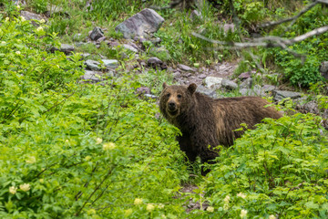 Begegnung mit einem Grizzly Bär während einer Wanderung im Glacier National Park, Montana