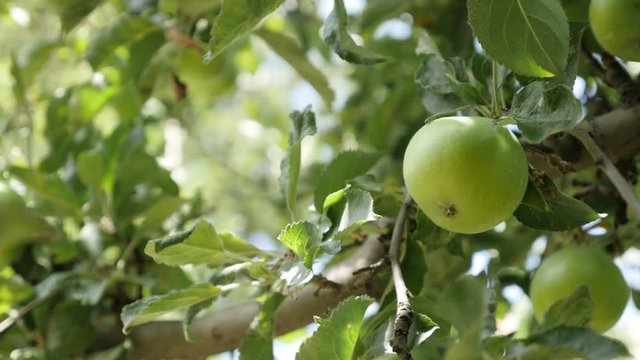 Close-up of organic fresh apples on tree branches 4K 2160p 30fps UltraHD footage - Green Malus pumila young fruit 3840X2160 UHD video 