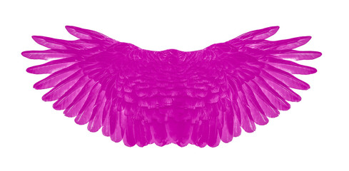 pink wing of bird on white background