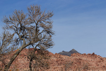 Tree without leaves in Red Rock Canyon, during winter, on a sunny day with blue sky-Stock Photos