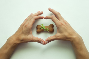 Dog biscuits bone shaped wrapped as gift in heart shape hands
