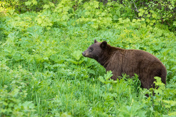 Fototapeta premium Brauner Schwarzbär im Waterton Lakes Nationalpark, Alberta, Kanada