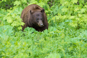 Brauner Schwarzbär im Waterton Lakes Nationalpark, Alberta, Kanada