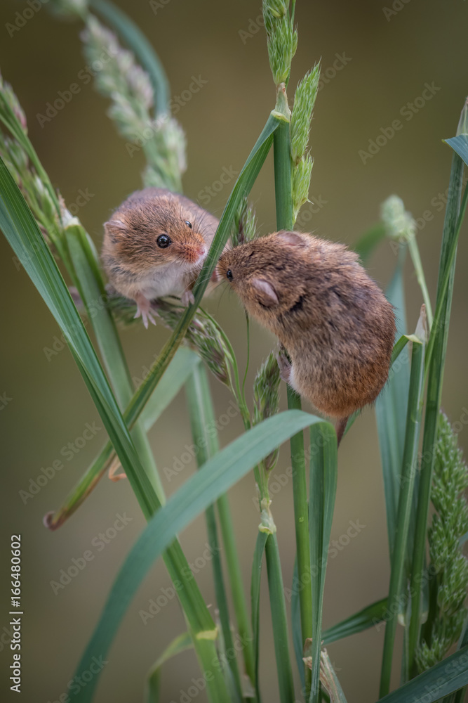 Aufkleber two harvest mice climbing and playing up strands of grass and looking at each other in upright vertical format