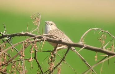 Common Babbler