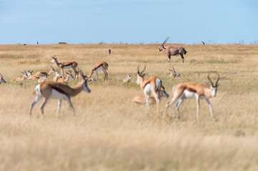 A group of Springboks