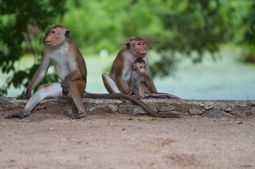 Macaque family