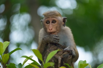 Macaque