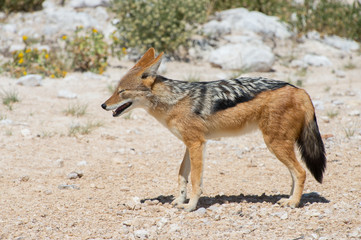 Obraz premium Black-backed jackal