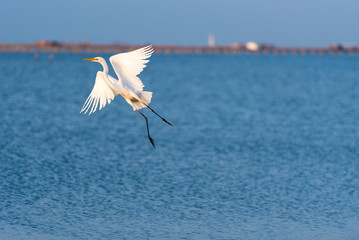 Great white heron, flying over the water in the reserve in Spain. Copy space  for text.