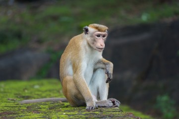 Macaque