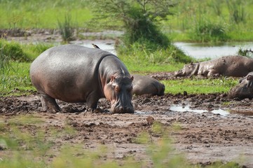Hippo in mud