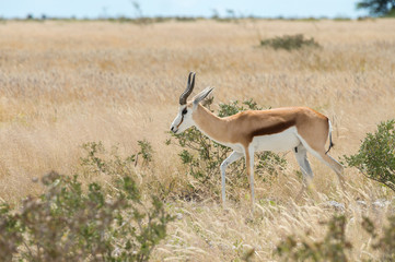 Springbok