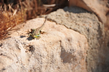 A gray with yellow middle sized lizard is sitting on a light brown stone next to dry grass and looking at us.