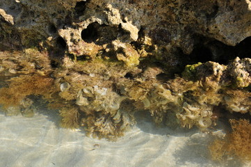 A sea line in Cyprus with rocks and stones, day is sunny and water in the sea is transparent and clear, visible seaweeds in the depth.