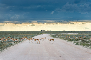 Springboks