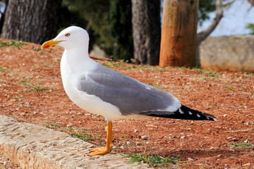 Seagull resting on dock. Seagull standing on the grass and rest with a beautiful natural environment in the background. Seagull close shot and posing of the camera.