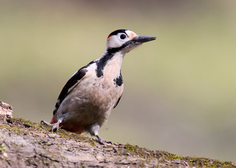 Close up portrait of  male Syrian woodpecker (Dendrocopos syriacus