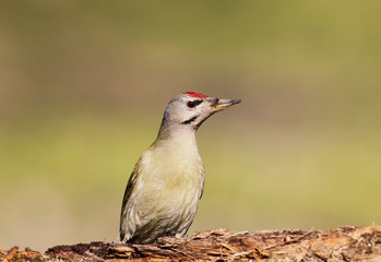 Grey woodpecker closeup portrait with warm morning light.
