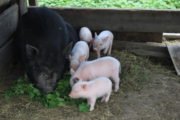 on the farm