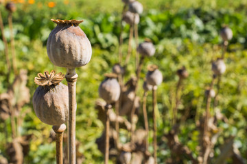 Close up of dried poppy plant