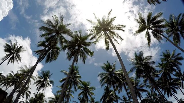 Time lapse . The bottom view on palm trees against the background of blue solar the sky with moving white clouds