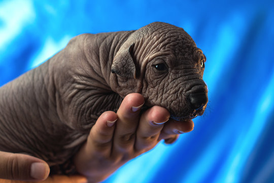 Newborn dog Mexican xoloitzcuintle puppies, one week old, in the hand owner a blue background.