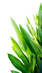 tropical leaf, green nature isolated on white background