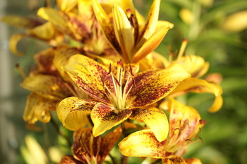 Beautiful bright lilies in the garden
